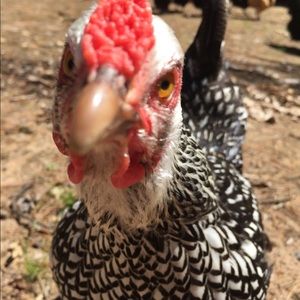 Meet your Posher, Mckenna